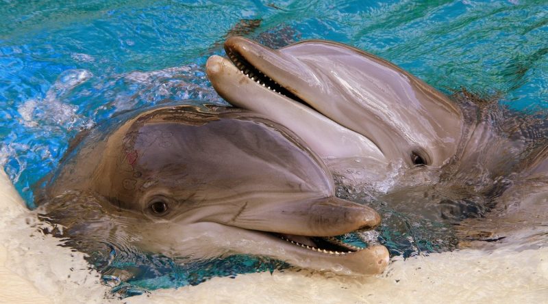 zdjęcia delfinów